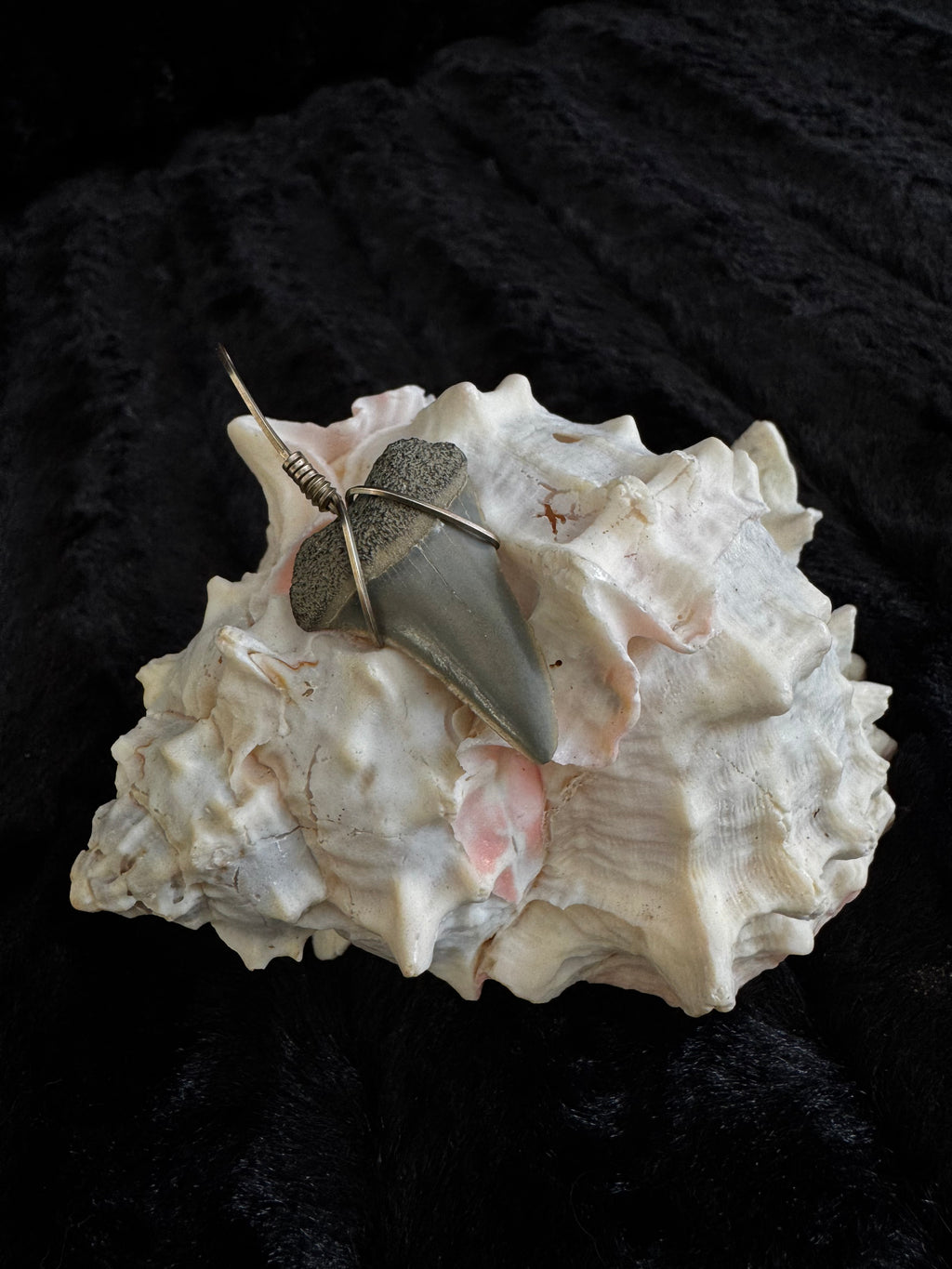 Shark Tooth Pendant