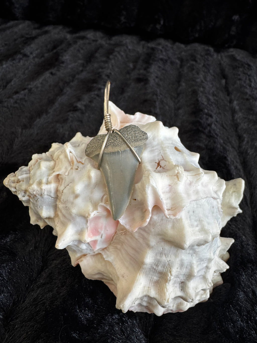 Shark Tooth Pendant