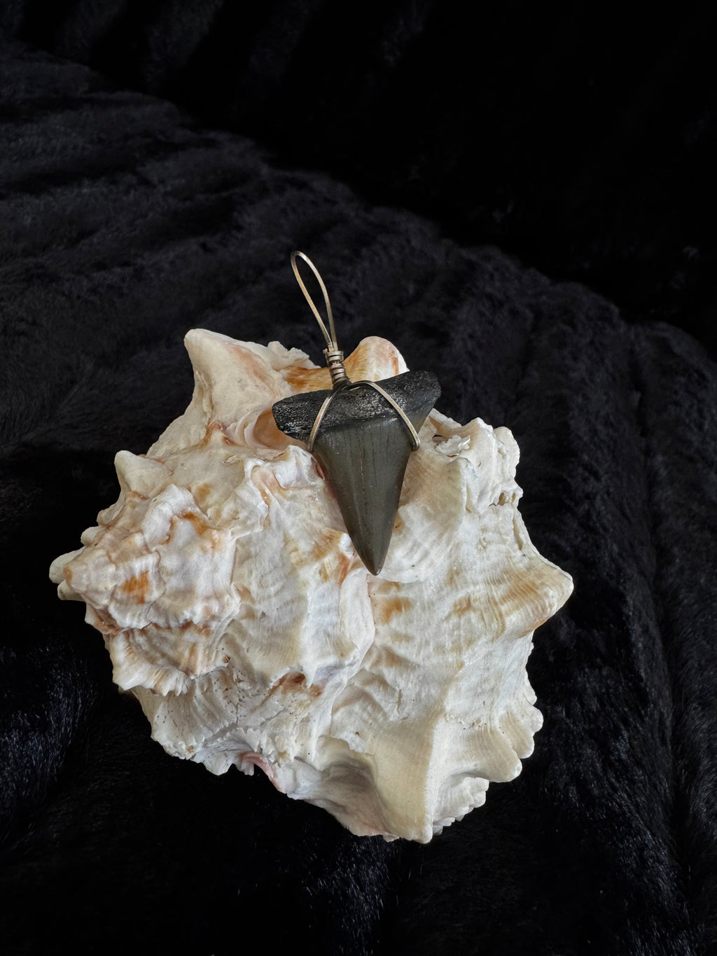Shark Tooth Pendant