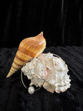Fresh water Pearl set