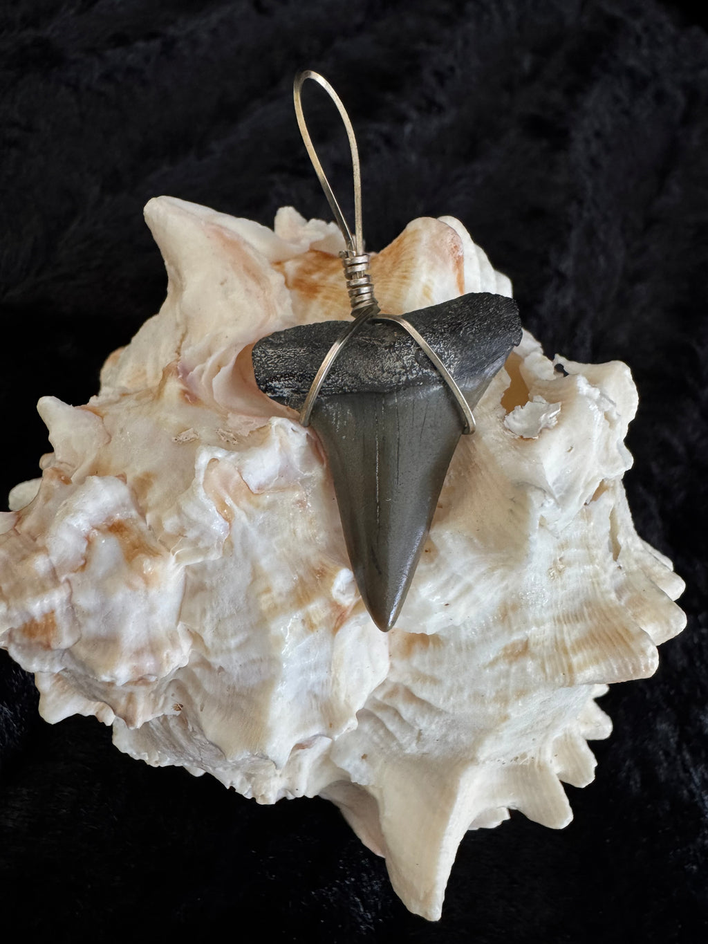 Shark Tooth Pendant