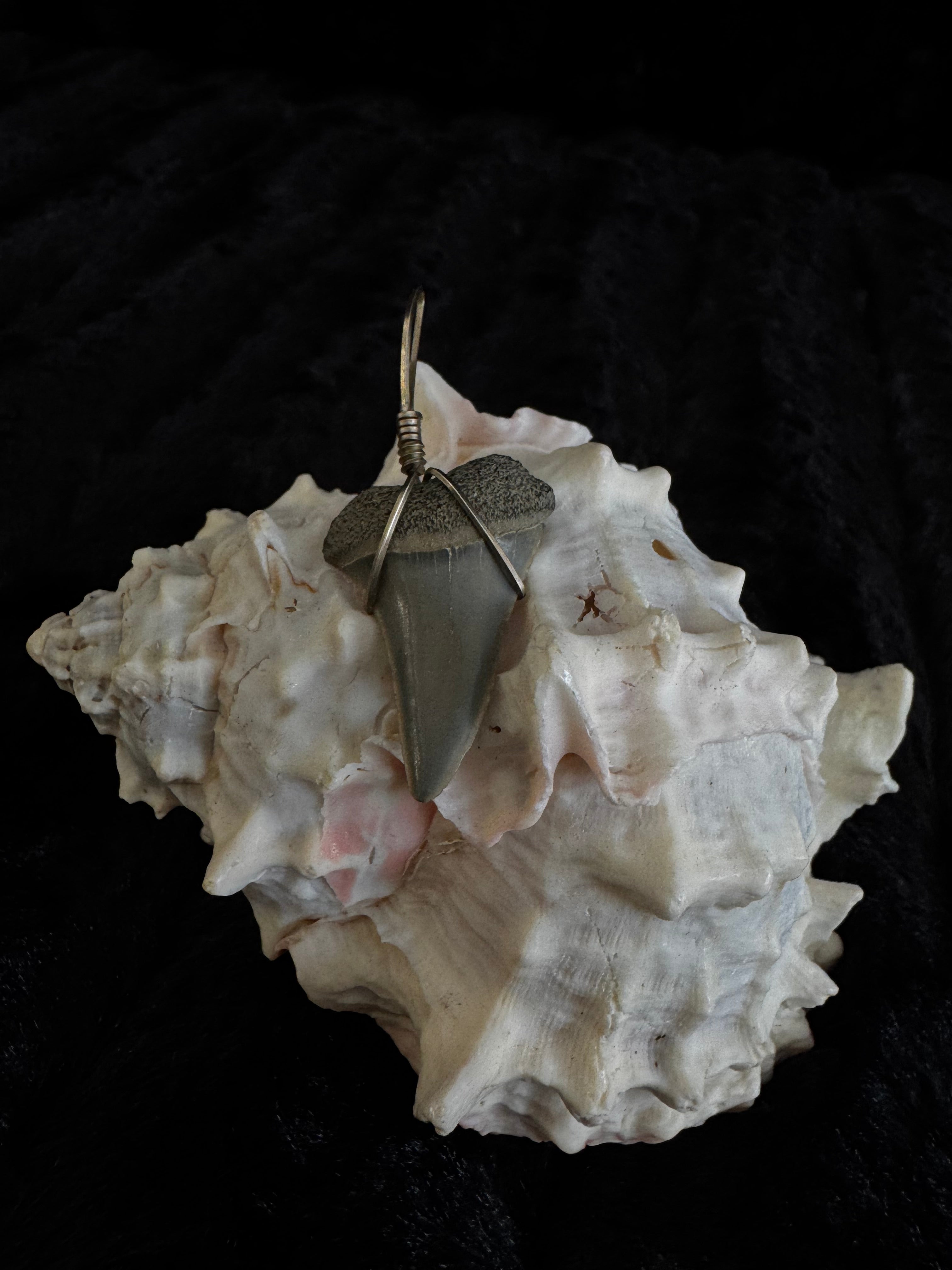 Shark Tooth Pendant