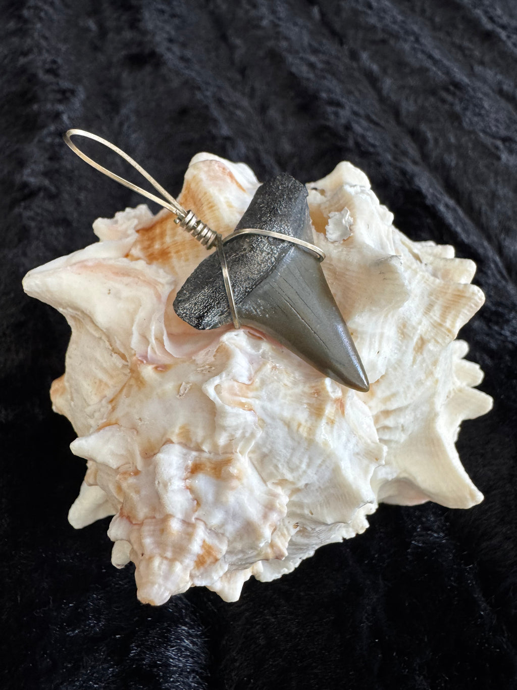 Shark Tooth Pendant