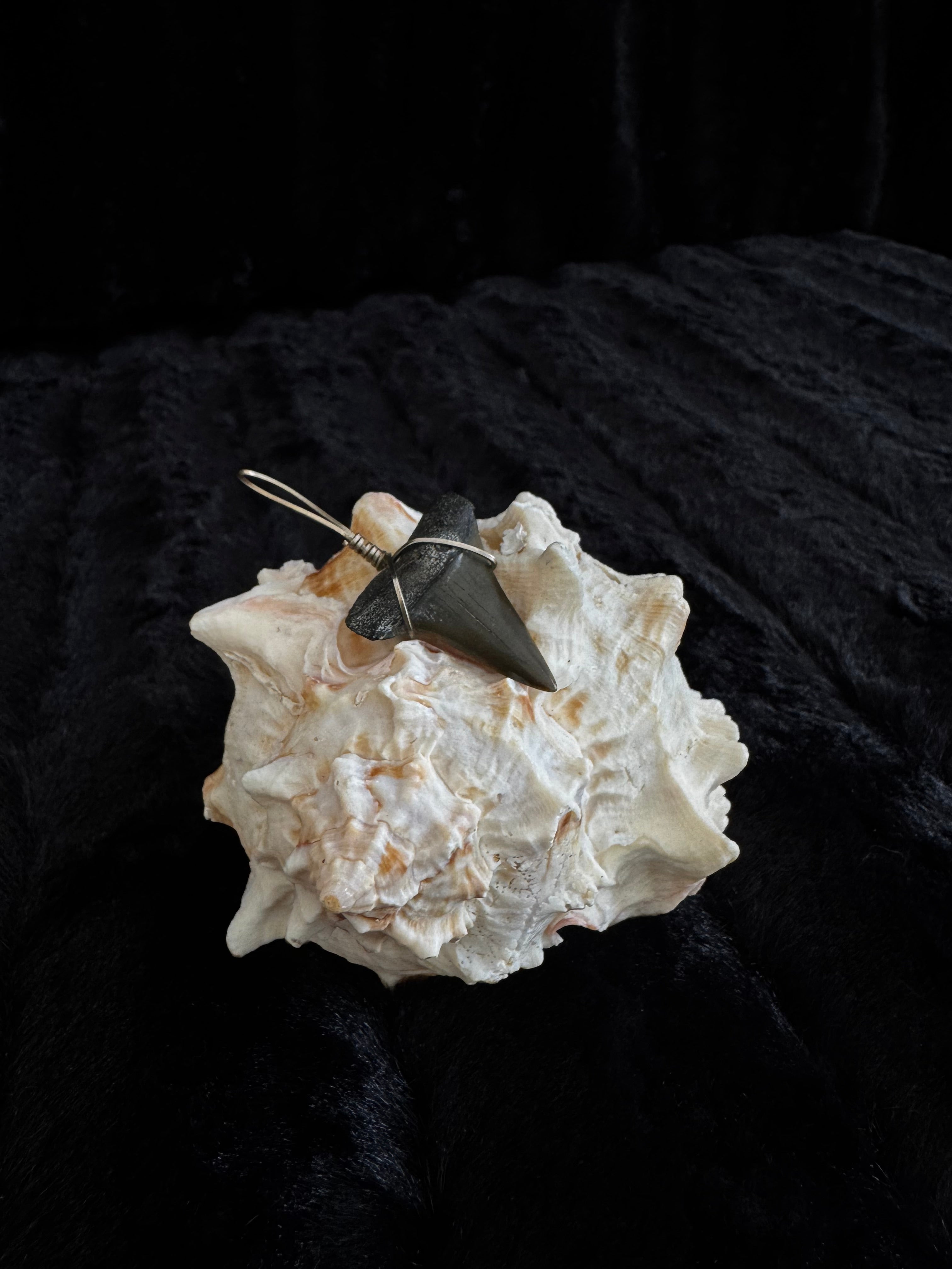 Shark Tooth Pendant