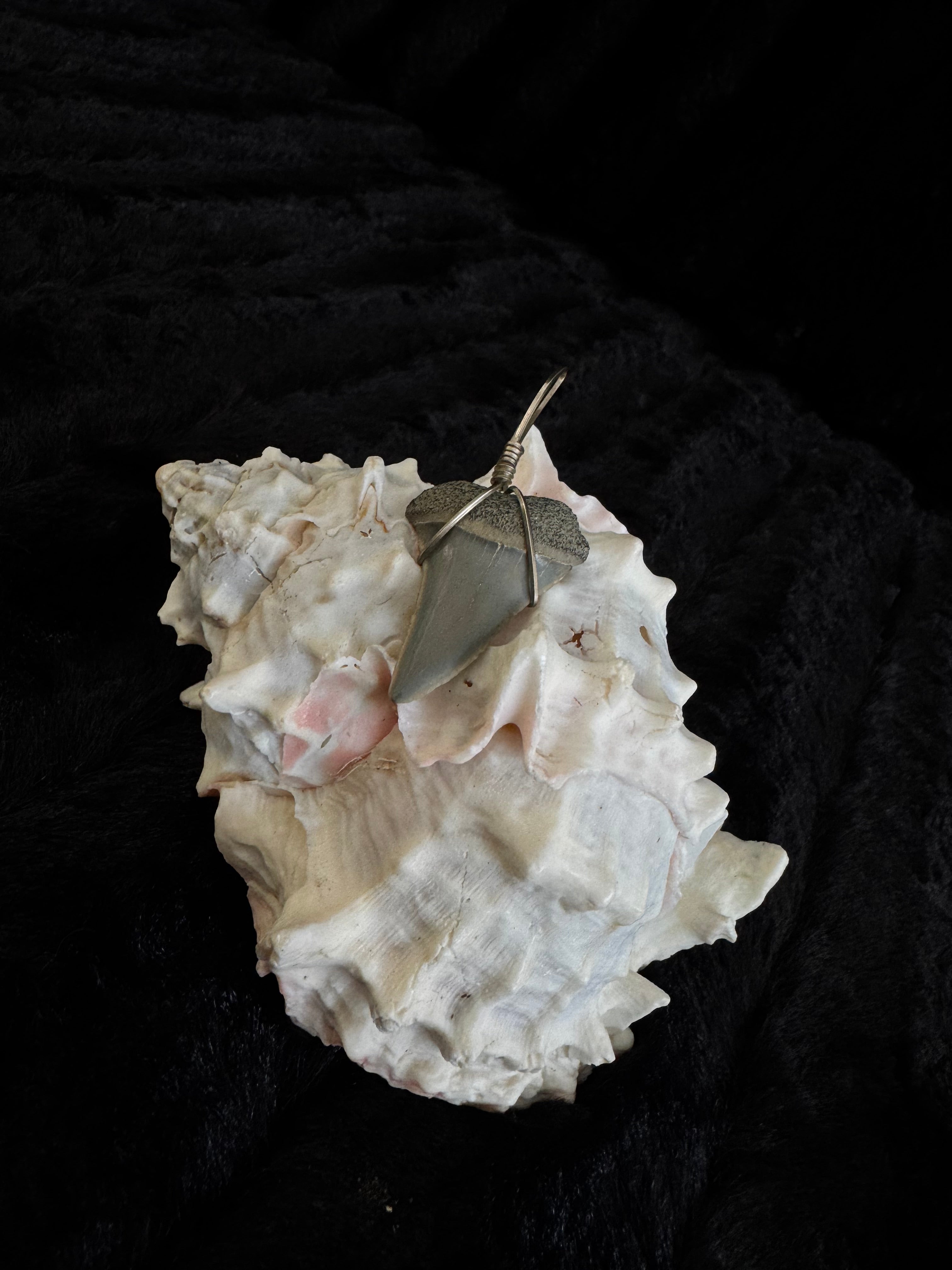 Shark Tooth Pendant