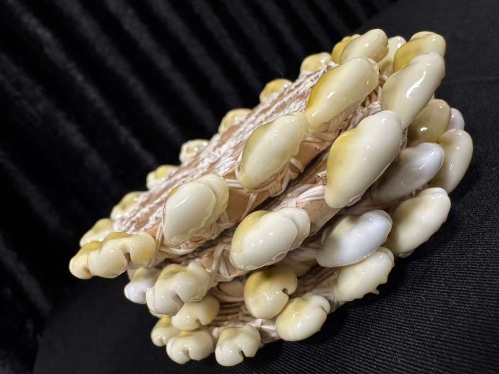 Cowry Coaster